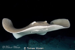 StingRay close up during night by Tomas Woren 